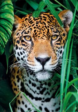 CLEMENTONI 500 el. Compact Jaguar in the jungle [PUZZLE]