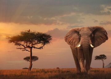 Ravensburger Elefant Puzzle, 1000 Parça