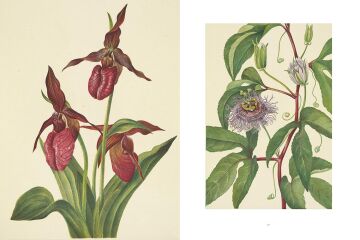 Wild Flowers of North America: Botanical Illustrations by Mary Vaux Walcott