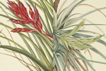 Wild Flowers of North America: Botanical Illustrations by Mary Vaux Walcott