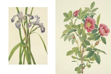 Wild Flowers of North America: Botanical Illustrations by Mary Vaux Walcott