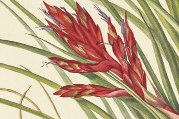 Wild Flowers of North America: Botanical Illustrations by Mary Vaux Walcott