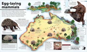 What's Where on Earth? Animal Atlas: The World's Wildlife as You've Never Seen it Before