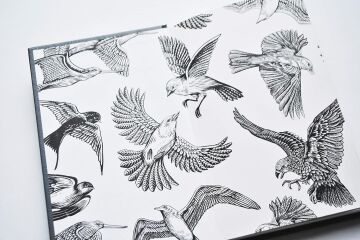 A Short Philosophy of Birds