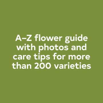 Floret Farm's A Year in Flowers: Designing Gorgeous Arrangements for Every Season