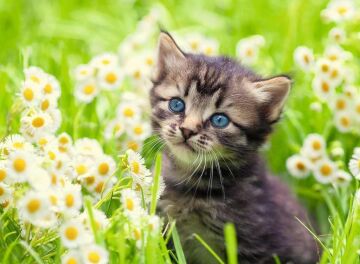 Ravensburger 500p Puzzle Kedi Foto, Yapboz