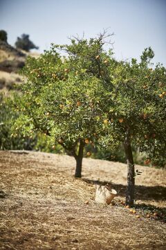 Taverna: From the Sunday Times Bestselling Author of Nistisima
