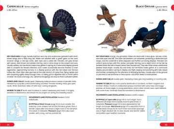 RSPB Pocket Guide to British Birds