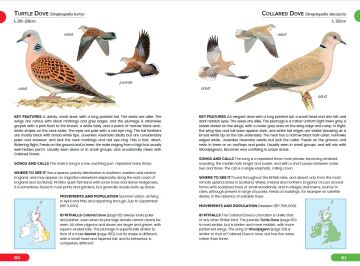 RSPB Pocket Guide to British Birds