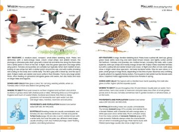 RSPB Pocket Guide to British Birds