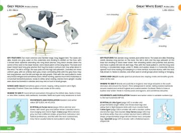 RSPB Pocket Guide to British Birds