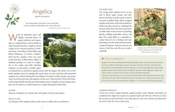 The Herbalist's Kitchen : Cooking and Healing with Herbs