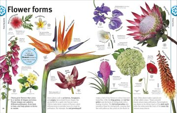 Trees, Leaves, Flowers & Seeds: A visual encyclopedia of the plant kingdom