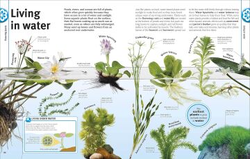 Trees, Leaves, Flowers & Seeds: A visual encyclopedia of the plant kingdom