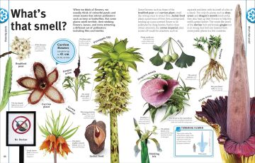 Trees, Leaves, Flowers & Seeds: A visual encyclopedia of the plant kingdom