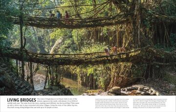 Trees, Leaves, Flowers & Seeds: A visual encyclopedia of the plant kingdom