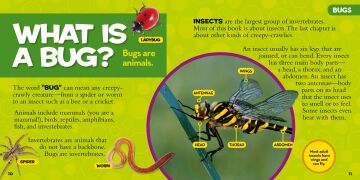 National Geographic Little Kids First Big Book of Bugs
