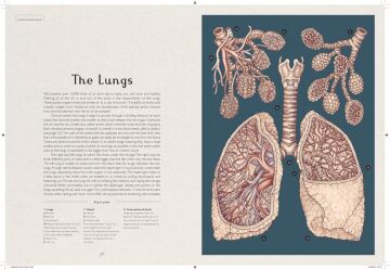 Anatomicum
