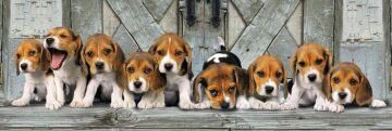 Clementoni - 1000 Parça High Quality Collection Panorama Yetişkin Puzzle - Beagles