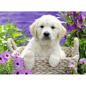 Ravensburger 500 Parça Yapboz Golden Retriever