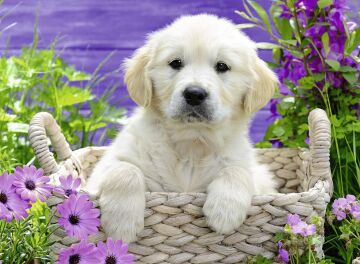 Ravensburger 500 Parça Yapboz Golden Retriever
