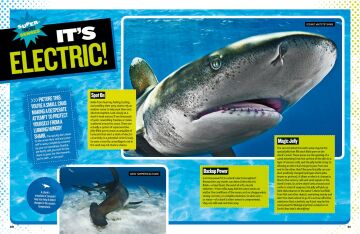 The Ultimate Book of Sharks