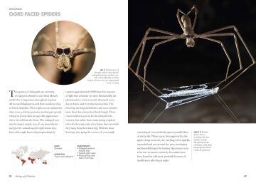 Spiders of the World: A Natural History