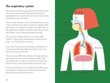 A Ladybird Book: The Human Body