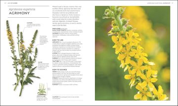 Neal's Yard Remedies Healing Herbs: Treat Yourself Naturally with Homemade Herbal Remedies
