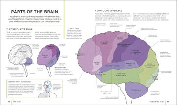 The Brain Fitness Book: Activities and Puzzles to Keep Your Mind Active and Healthy