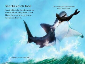 Sharks – Ladybird Readers Level 3