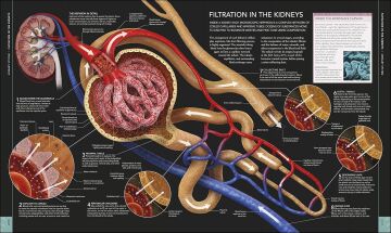 The Human Body Book