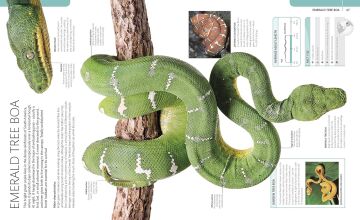 Snake : The Essential Visual Guide