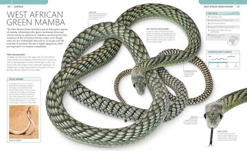 Snake : The Essential Visual Guide
