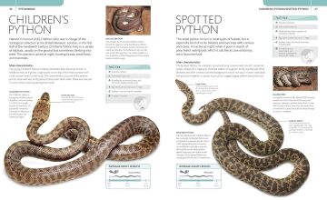 Snake : The Essential Visual Guide