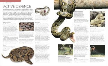 Snake : The Essential Visual Guide