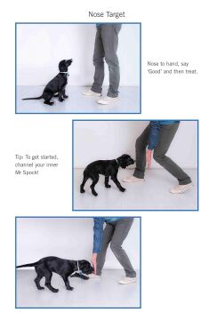 Easy Peasy Puppy Squeezy: The UK's No.1 Dog Training Book: The UK's No.1 Dog Training Book - How to Raise the Perfect Puppy