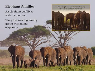 BBC Earth: Baby Animals - Ladybird Readers Level 1