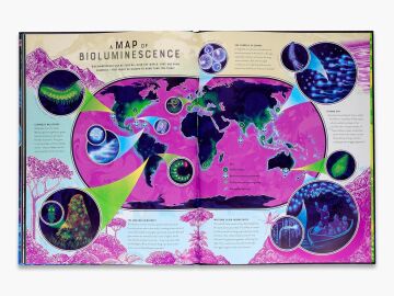 Glow: The Wild Wonders of Bioluminescence: 1