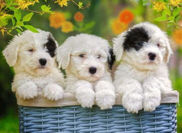 Ravensburger 200 Parça Yapboz Puppies