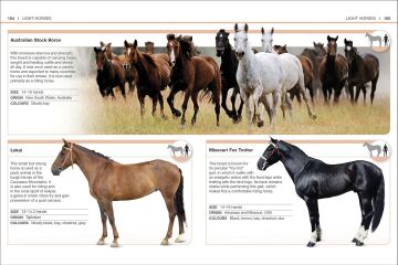 Pocket Eyewitness Horses: Facts at Your Fingertips