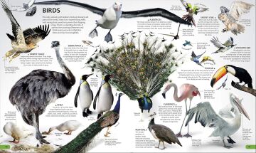WOW!: The visual encyclopedia of everything
