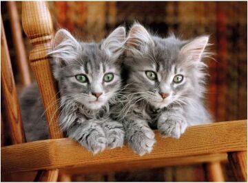 Clementoni - 500 Parça High Quality Collection Yetişkin Puzzle - Kittens