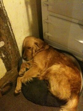 Nigel: my family and other dogs