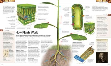 Science: The Definitive Visual Guide