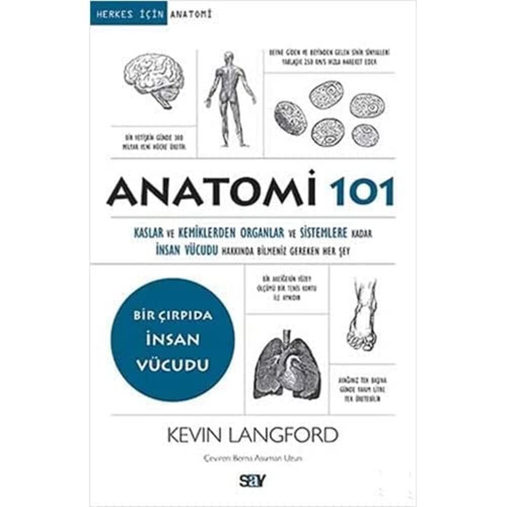 Anatomi 101: Kaslar ve Kemiklerden Organlar ve Sistemlere Kadar İnsan Vücudu Hakkında Bilmeniz Gereken Her Şey